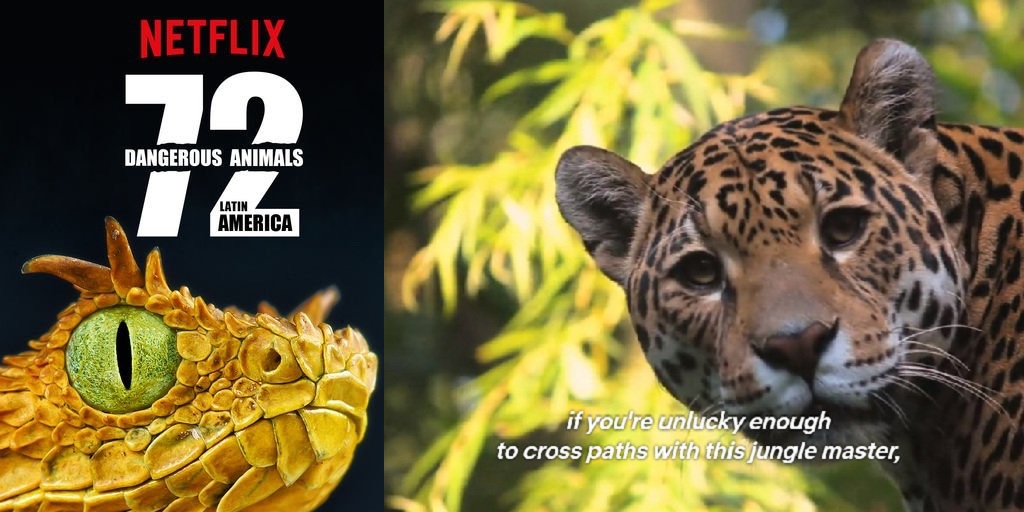 Top deadliest animal tv shows1