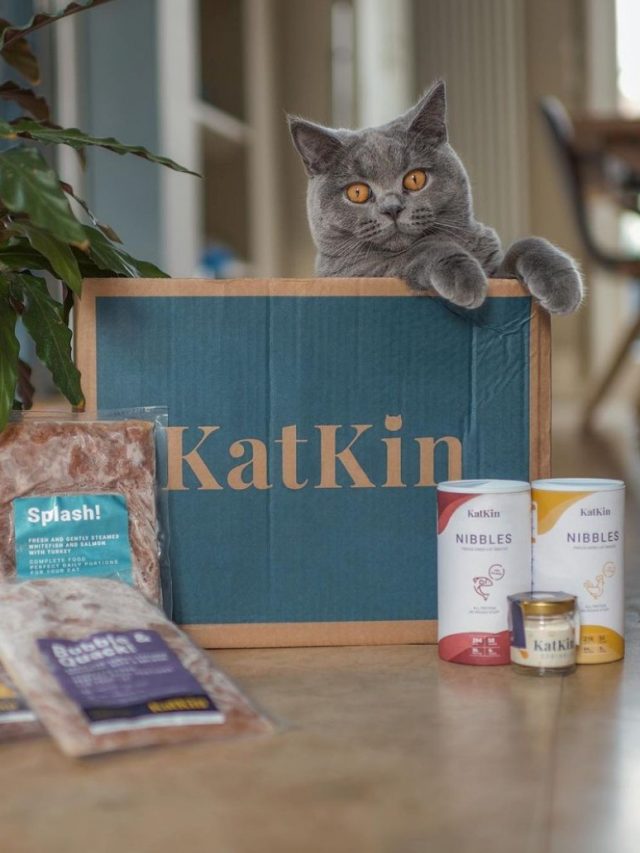 KatKin Raises $22 Million On International Cat Day